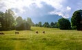 Cows in the meadow against the background of the mountains. Toning Royalty Free Stock Photo