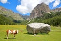 Cows in a meadow along Vallunga Valley above Selva with Saint Silvestro Chapel in the background, Val Gardena