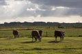 Cows in a meadow at Ameland