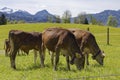 Cows Royalty Free Stock Photo