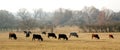 Cows on meadow in autumn