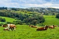 Cows in the meadow, beautiful landscape of fields and mountains, Poland