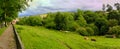 Cows in a meadow in Cantabria in the north of Spain