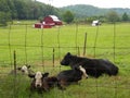 Cows in the Meadow