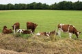 Cows on meadow dairy production milk