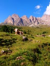 Cows on meadow, Dolomites