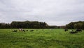 Cows in the Meadow Eating Buttercups