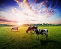 Cows meadow field pasture Royalty Free Stock Photo