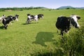 Cows on the meadow fresian cattle Royalty Free Stock Photo