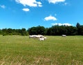 Cows on a meadow in front of a blue horizon near Wincheringen on premium hiking-trail Moselsteig Royalty Free Stock Photo