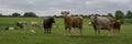 Cows in a meadow in Germany