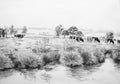 Cows in meadow illustration