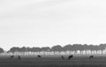 Cows in meadow landscape between Vianen and Everdingen in the netherlands Royalty Free Stock Photo