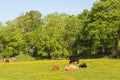 Cows on a meadow Royalty Free Stock Photo