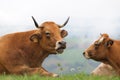 Cows in meadow with misty hills