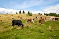 Cows in a meadow in the mountains. Alpine pasture. Royalty Free Stock Photo