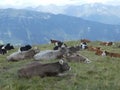 Cows on a meadow in the mountains