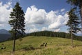 Cows on meadow with mountains range and blue cloudy sky background Royalty Free Stock Photo