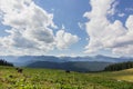 Cows on meadow with mountains range and blue cloudy sky background Royalty Free Stock Photo