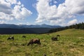 Cows on meadow with mountains range and blue cloudy sky background Royalty Free Stock Photo