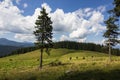 Cows on meadow with mountains range and blue cloudy sky background Royalty Free Stock Photo