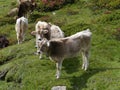 Cows in a meadow in the mountains of Switzerland Royalty Free Stock Photo