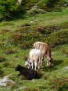 Cows in a meadow in the mountains of Switzerland Royalty Free Stock Photo