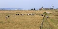 Cows near Fecamp in Normandy France. Royalty Free Stock Photo