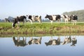 Cows in a meadow near zeist in the Netherlands Royalty Free Stock Photo