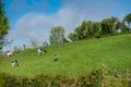 Cows in a meadow in Normandy Royalty Free Stock Photo