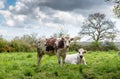 Cows in a meadow in Normandy, France Royalty Free Stock Photo