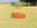 Cows on a meadow