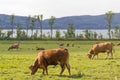 Cows on a meadow