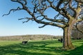 The Cows In The Meadow, In The Shade Of The Oak Tree Royalty Free Stock Photo