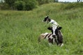 Cows on meadow Royalty Free Stock Photo