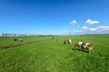 Cows in the meadow in a typical Dutch polder landscape near Rotterdam, Netherlands. Royalty Free Stock Photo