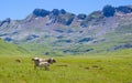 Cows in the meadows of Aguastuertas, Oza jungle, Huesca Pyrenees Royalty Free Stock Photo