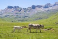 Cows in the meadows of Aguastuertas, Oza jungle, Huesca Pyrenees Royalty Free Stock Photo