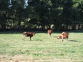 Cows in meadows Royalty Free Stock Photo