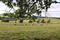 Cows on the meadows in czech countryside