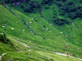 Cows on the on meadows and pastures on the slopes of the Liechtenstein Alps mountain range and above the Malbuntal alpine valley Royalty Free Stock Photo