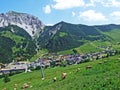 Cows on the on meadows and pastures on the slopes of the Liechtenstein Alps mountain range and above the Malbuntal alpine valley Royalty Free Stock Photo