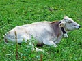 Cows on the on meadows and pastures on the slopes of the Liechtenstein Alps mountain range and above the Malbuntal alpine valley Royalty Free Stock Photo