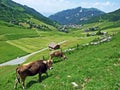 Cows on the on meadows and pastures on the slopes of the Liechtenstein Alps mountain range and above the Malbuntal alpine valley Royalty Free Stock Photo