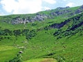 Cows on the on meadows and pastures on the slopes of the Liechtenstein Alps mountain range and above the Malbuntal alpine valley Royalty Free Stock Photo