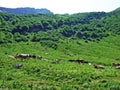 Cows on the on meadows and pastures on the slopes of the Liechtenstein Alps mountain range and above the Malbuntal alpine valley Royalty Free Stock Photo