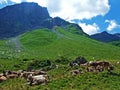 Cows on the on meadows and pastures on the slopes of the Liechtenstein Alps mountain range and in the Naaftal alpine valley - Steg Royalty Free Stock Photo