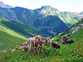 Cows on the on meadows and pastures on the slopes of the Liechtenstein Alps mountain range and in the Naaftal alpine valley - Steg Royalty Free Stock Photo