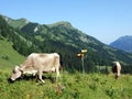 Cows on the on meadows and pastures on the slopes of the Liechtenstein Alps mountain range and in the Saminatal alpine valley Royalty Free Stock Photo