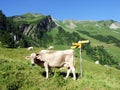 Cows on the on meadows and pastures on the slopes of the Liechtenstein Alps mountain range and in the Saminatal alpine valley Royalty Free Stock Photo